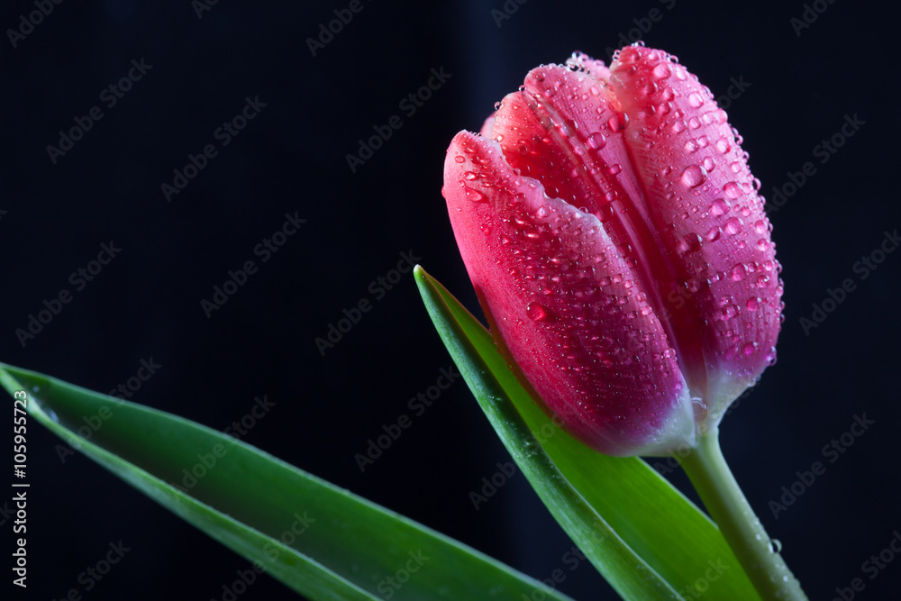 Fototapeta premium wet Bud of the red Tulip closeup on dark background