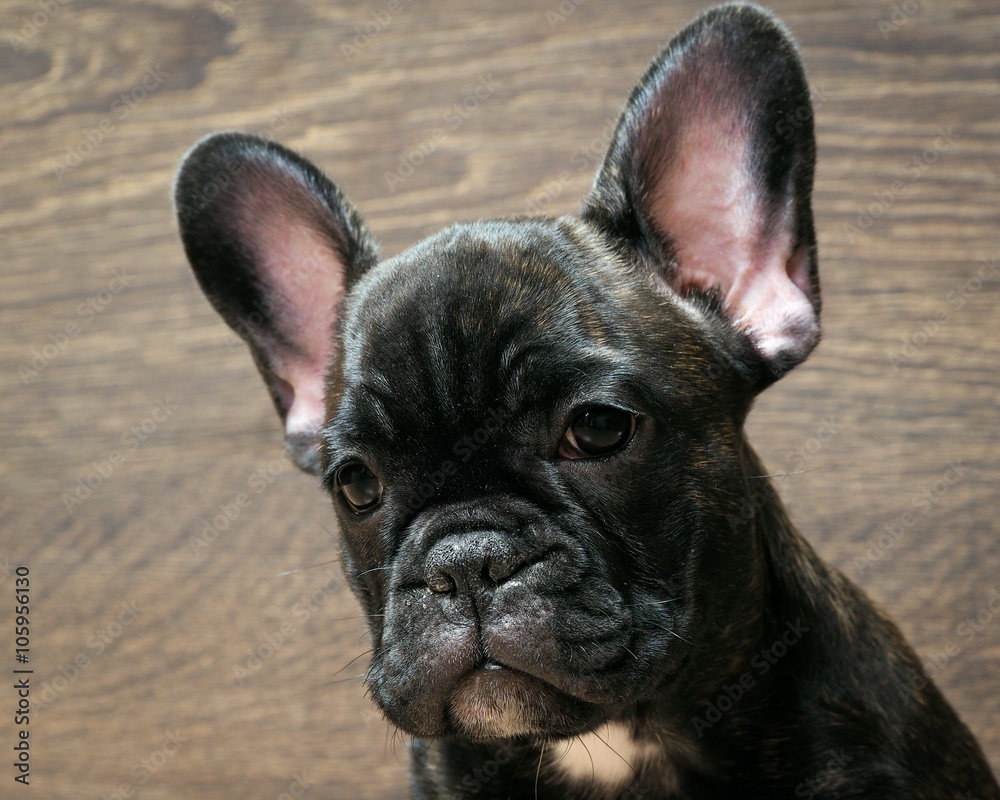 French bulldog puppy. Puppy black. Big dog muzzle. Thoroughbred elite puppy 