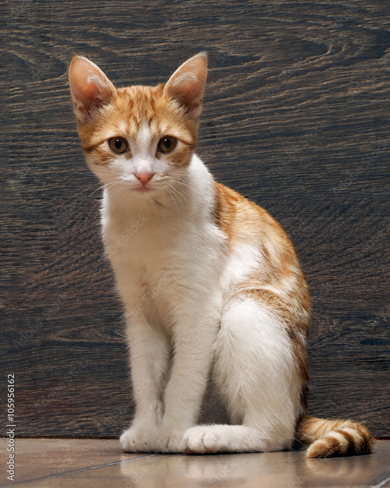 Beautiful kitten in a wooden wall. Elegant cat, sitting on a wooden floor. The fur is white with red