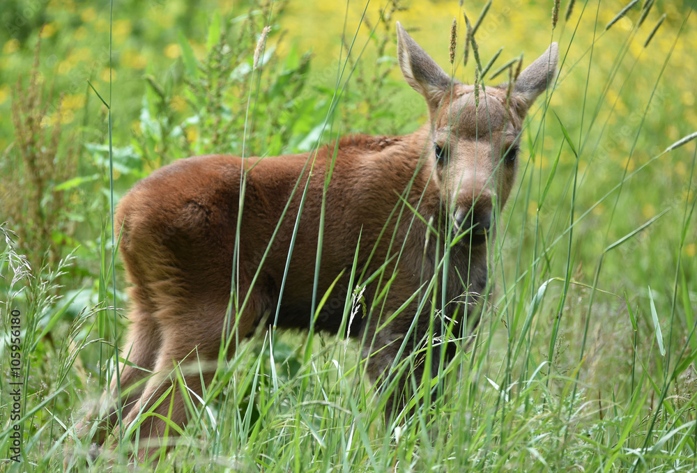 Fototapeta premium Elchkalb im Gras
