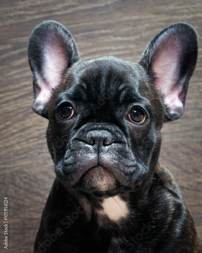 French bulldog puppy. Puppy black. Big dog muzzle. Thoroughbred elite puppy  © kozorog