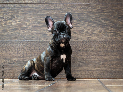French bulldog puppy. Puppy black. The dog sits at the wooden wall. Thoroughbred elite puppy 