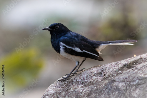 The Oriental Magpie Robin.