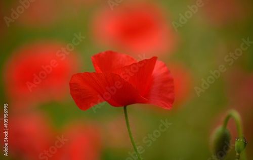 Beautiful red poppy isolated of intense color 