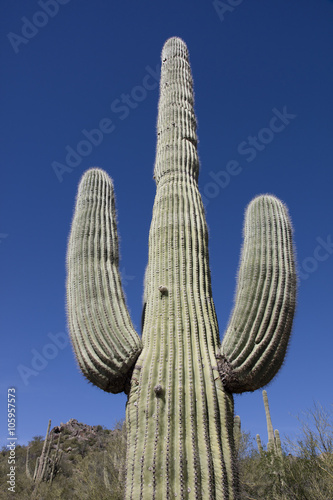 Giant thorny Saguaro Cactus in Sonoran Desert of Southwestern USA