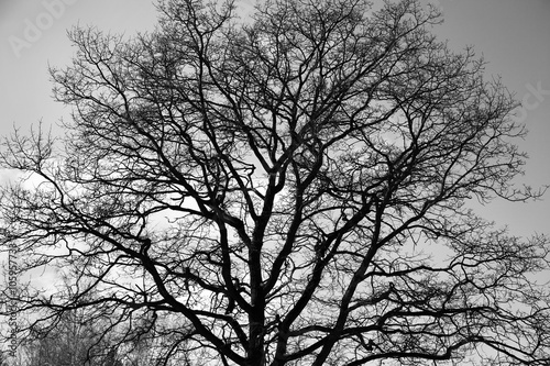Gothic black and white tree silhouette