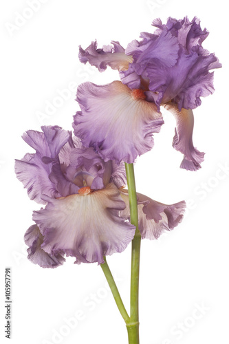 iris