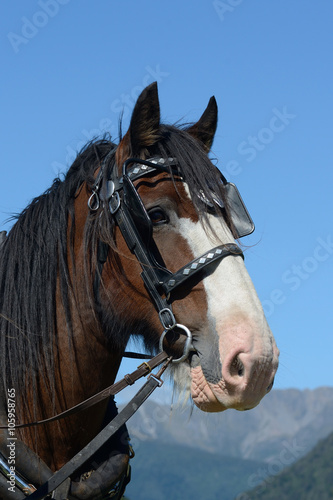 Portrait of handsome Clydesdale gelding in harness © Lakeview Images
