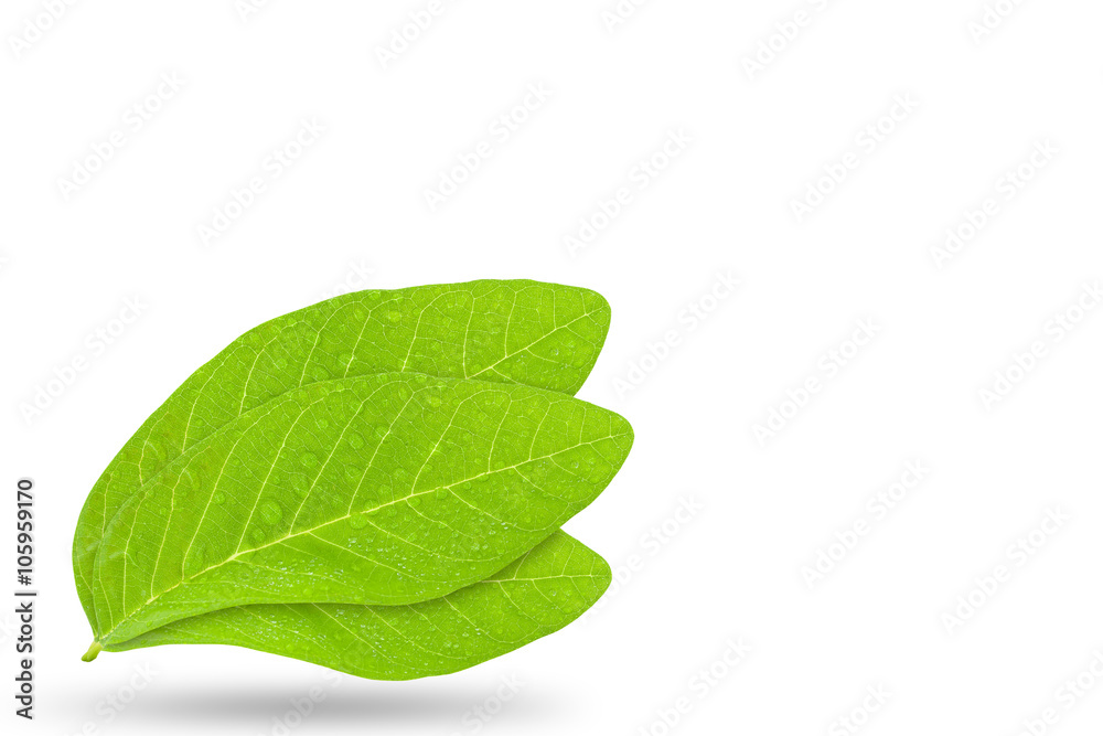 Obraz premium Water drop on fresh green leaf isolated on white background.
