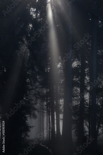 Dark Forest with Ray of Light