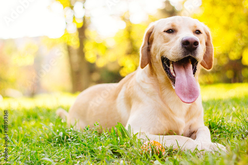 Smiling labrador dog photo