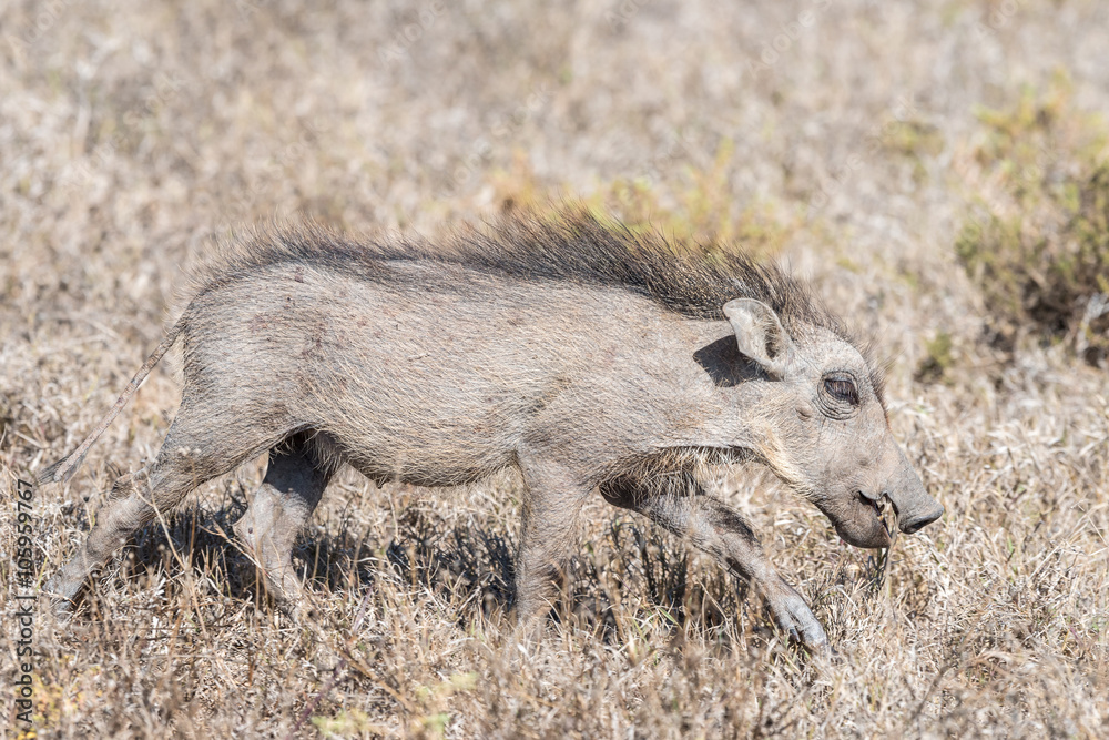 Fototapeta premium Warthog piglet blends in with dry grass