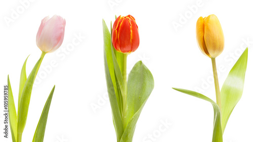 Fototapeta Naklejka Na Ścianę i Meble -  Tulpenreihe - Bordüre - Freisteller