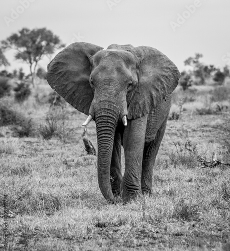 An Elephant walking towards the camera in black and white