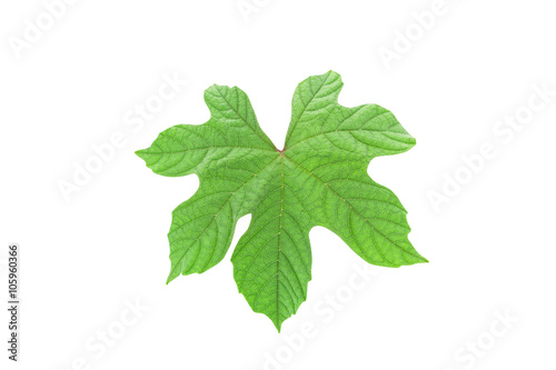 Green leaves isolated on white background background.