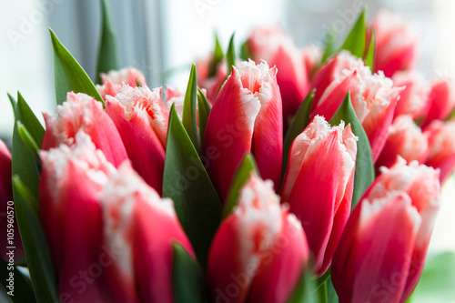 Fototapeta Naklejka Na Ścianę i Meble -  tulips