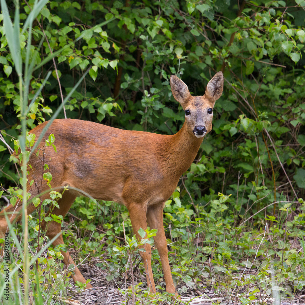 Young european western roe deer (Capreolus capreolus) Young european western roe deer (Capreolus capreolus)