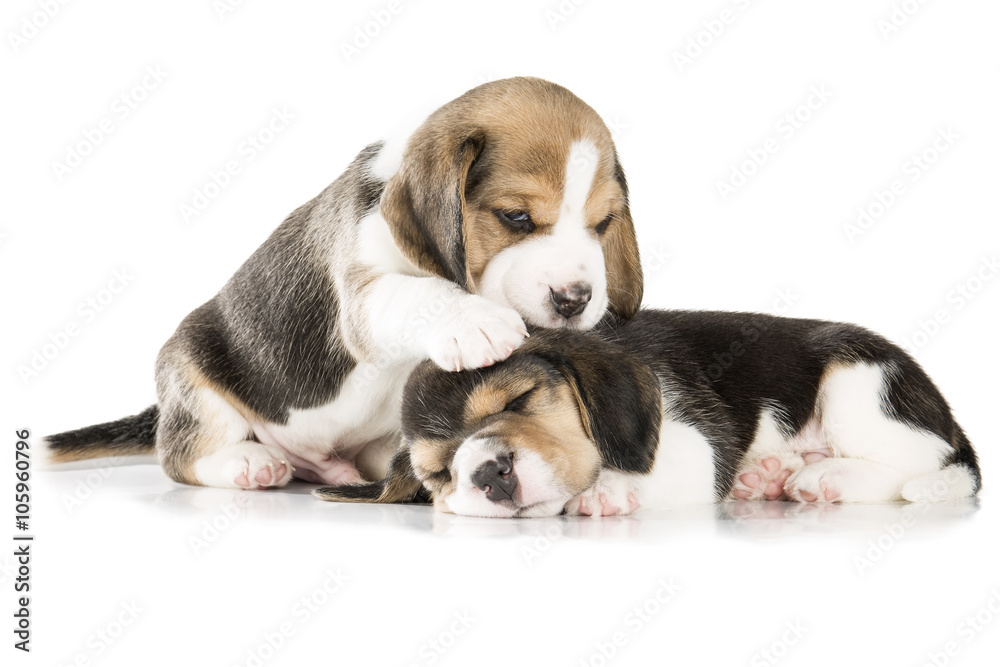 two beagle puppy isolated on white background