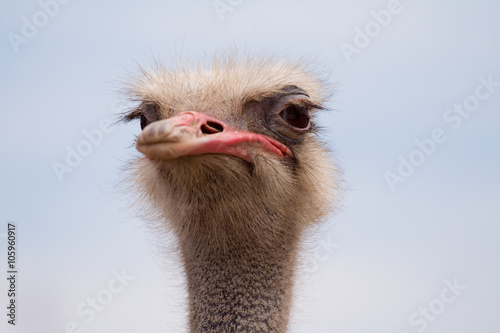 An adult ostrich