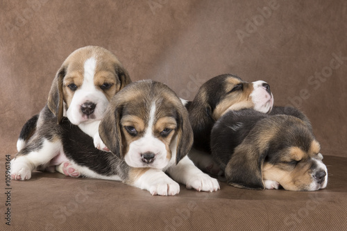 four beagle pup on a brown background © vivienstock