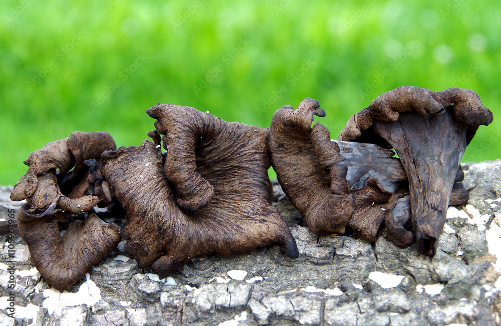 The Black Trumpet - Craterellus cornucopioides The Black Trumpet - Craterellus cornucopioides