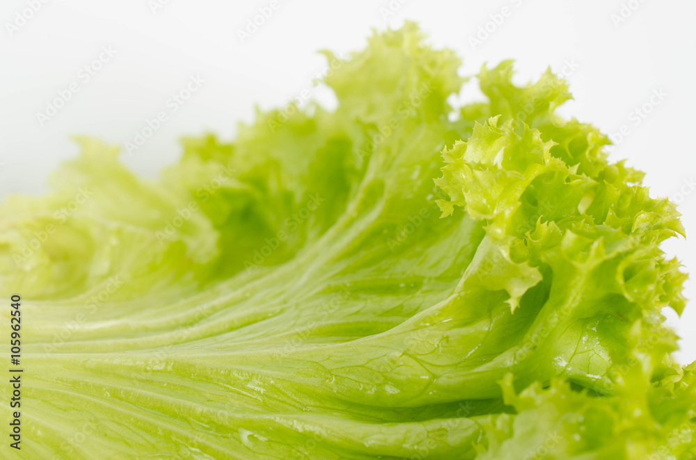 Fresh green lettuce isolated on a white Fresh green lettuce isolated on a white