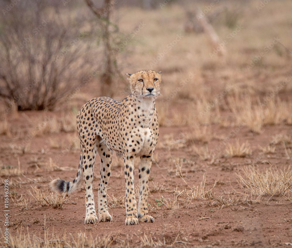 Naklejka premium Starring Cheetah