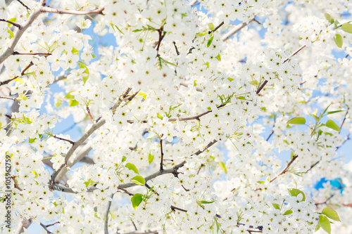 Spring tree with white flowers against blue sky