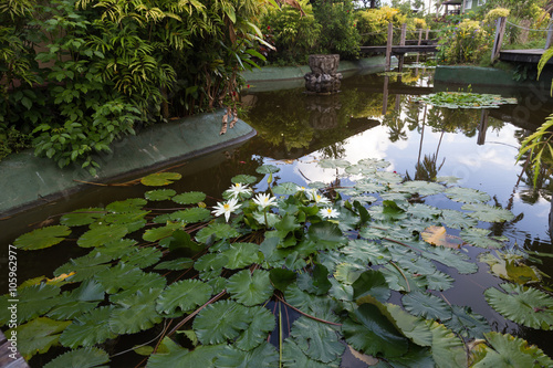 Decorative pond with white water lilies . Fiji. photo