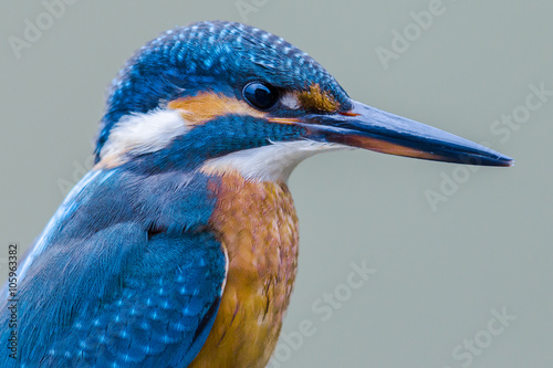 Valokuvatapetti Portrait of a Eurasian kingfisher (Alcedo atthis)