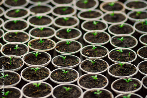 the seedlings in the pots , sprouted to perfection