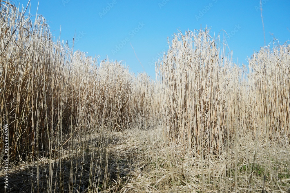 Fototapeta premium elefantengras I