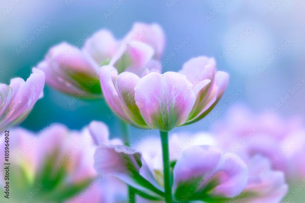 Pink tulips