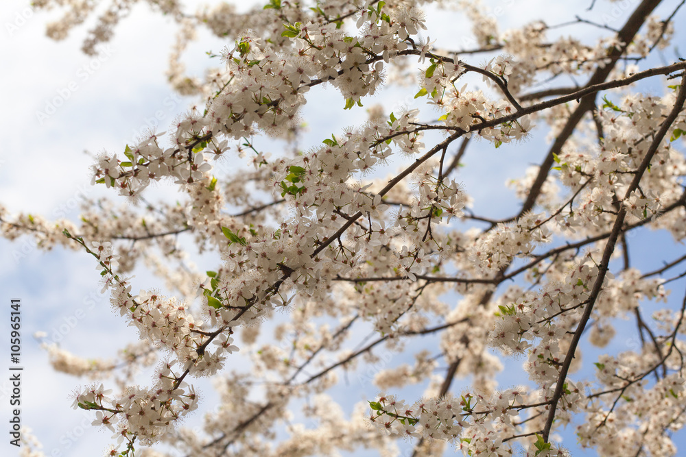 Flowering branches of apple trees. Flowering branches of apple trees.