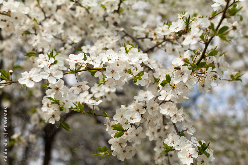 Flowering branches of apple trees. Flowering branches of apple trees.