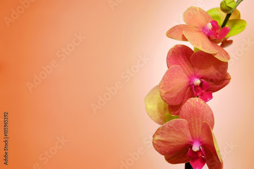 Fototapeta Naklejka Na Ścianę i Meble -  Orchid on orange