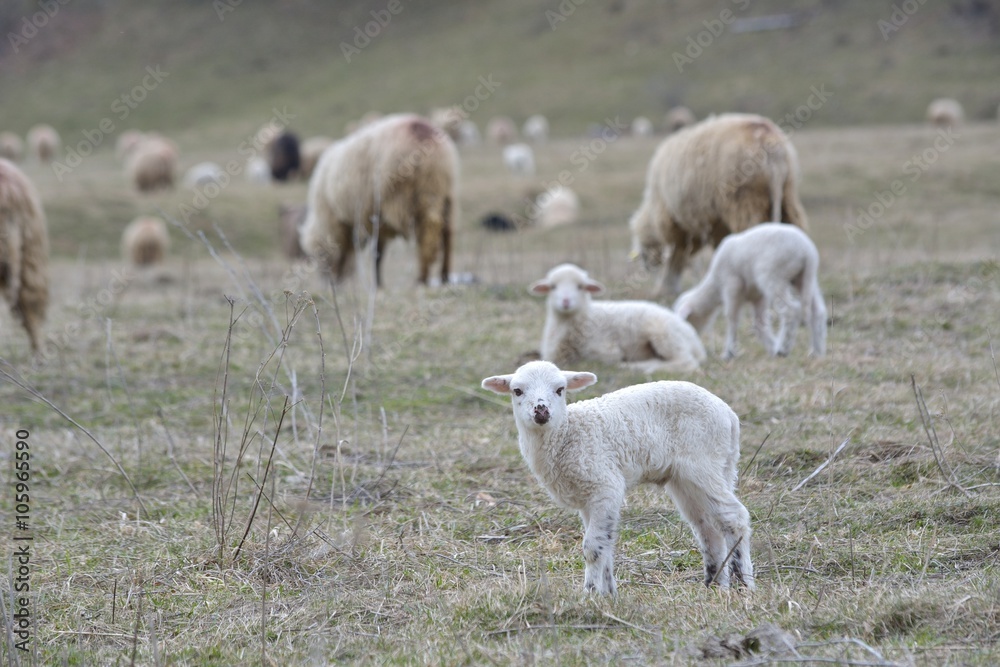 Fototapeta premium Spring Lambs