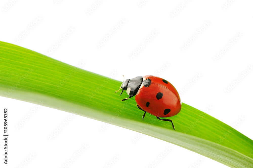 Obraz premium ladybird on green leaf