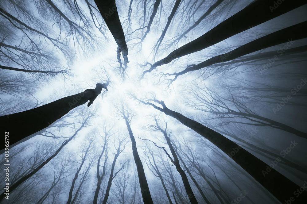 Obraz premium upward view in forest