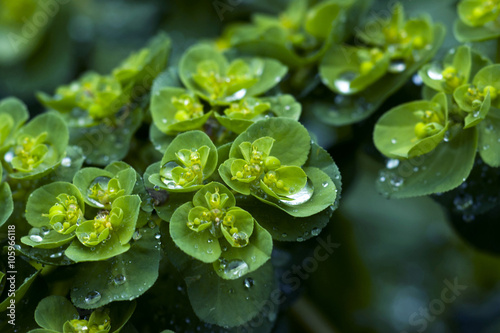 Euphorbia plant after a rain photo