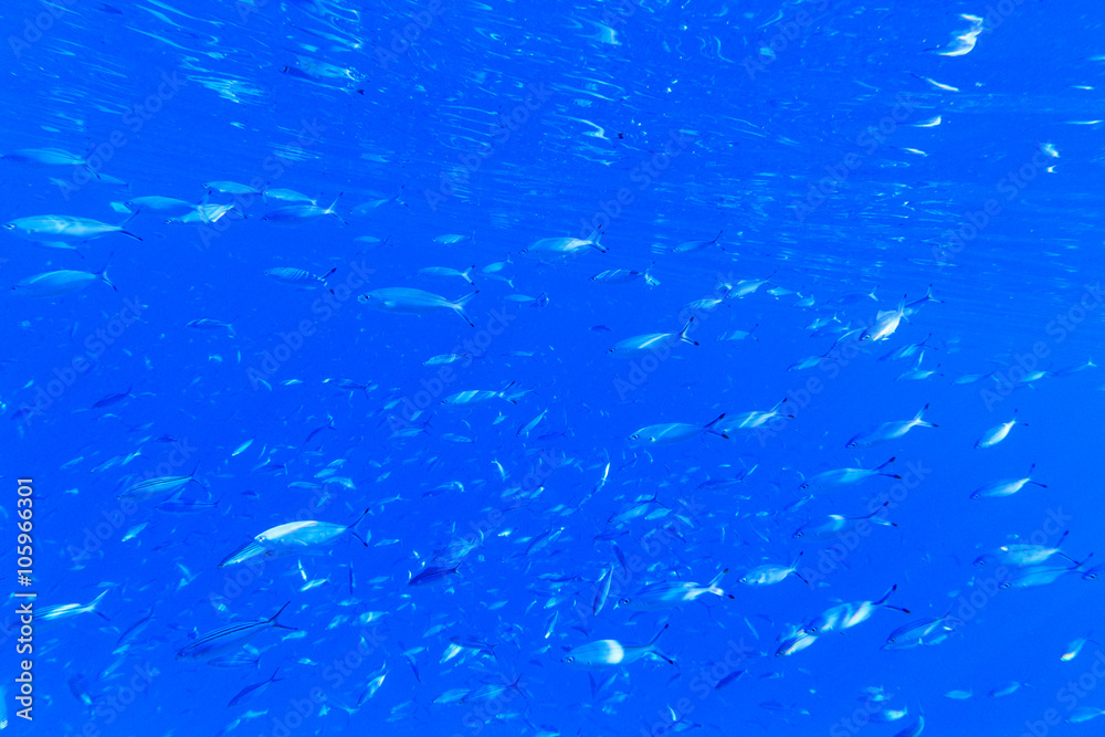 Tranquil underwater scene with copy space Tranquil underwater scene with copy space