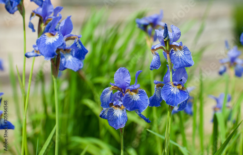 Fototapeta Naklejka Na Ścianę i Meble -  Beautiful blue iris flowers 