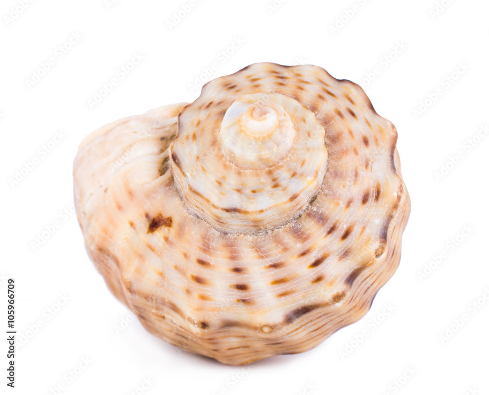 sea shell isolated on white sea shell isolated on white