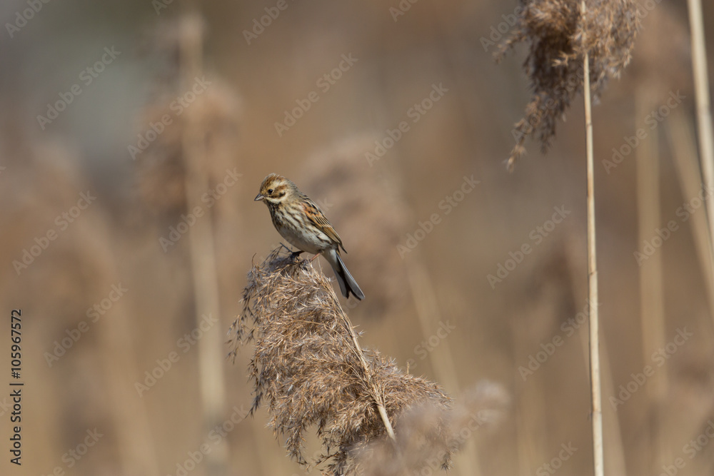 Female (common) reed bunting (Emberiza schoeniclus) sitting on a reed stalk Female (common) reed bunting (Emberiza schoeniclus) sitting on a reed stalk