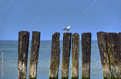 Seagull sitting on old wooden breakwater on the Baltic Sea in Poland © GKor