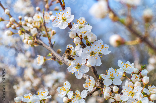 Blooming tree in spring