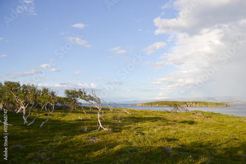 Dwarf Birch trees by the sea in Norway in Lapland