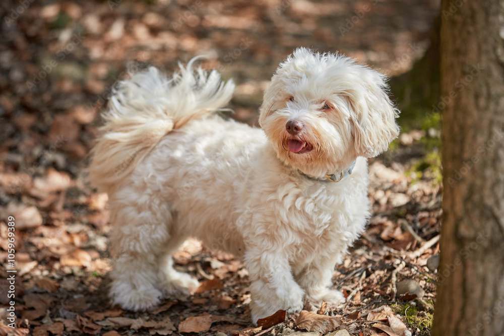 White havanese dog standing in the forest White havanese dog standing in the forest