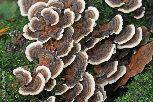 Bracket Fungus