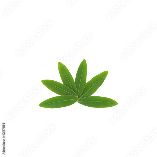 Green leaves isolated on white background. © panya99